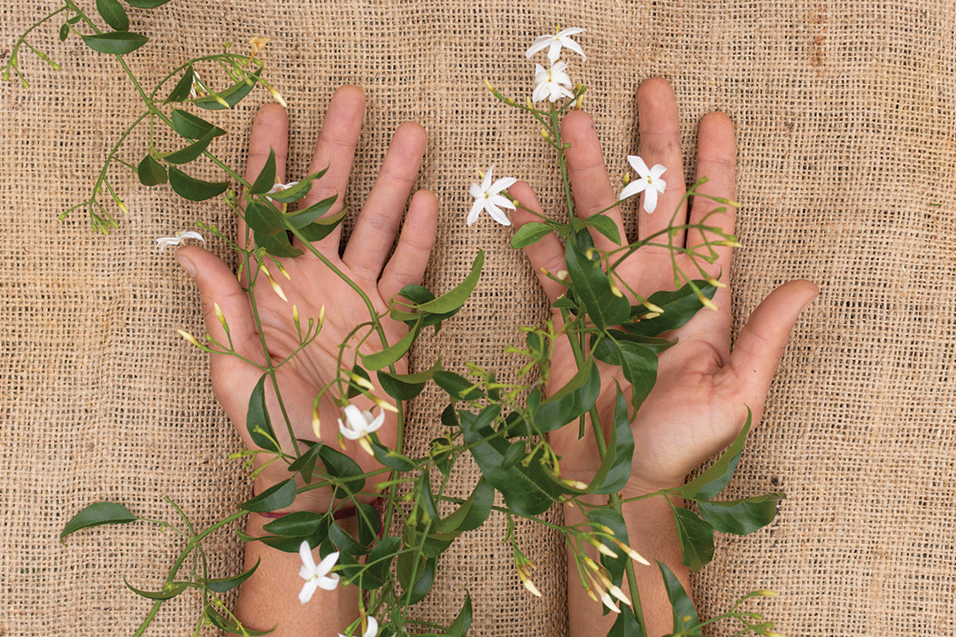 Divine Life Hands Hands with Herbs